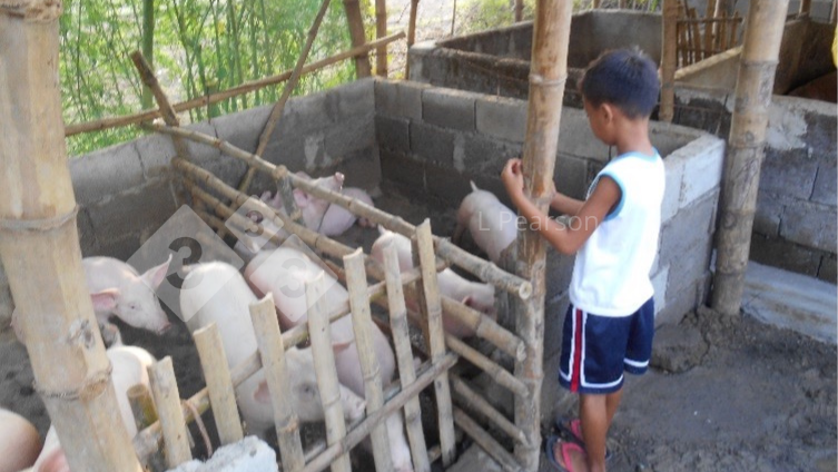Figure 2. Pig feed must be safe for pigs and humans.